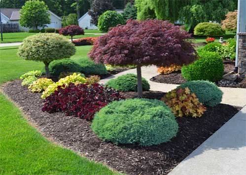 Layered ornamental shrub bed with Japanese maple