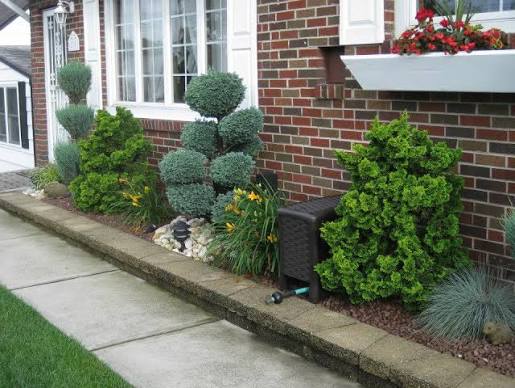 Front foundation bed with sculpted topiary and edging