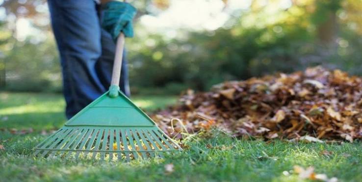 Fall leaf cleanup on suburban lawn