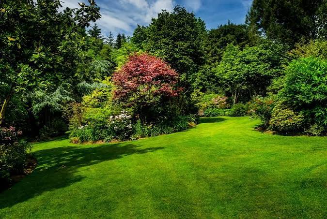 Lush backyard lawn framed by mature trees and shrubs